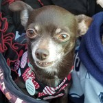 Puppymommy76