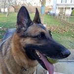 Sheba.ginger9