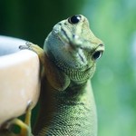 Camaleonica