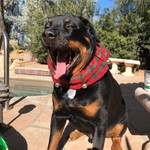 RottweilerRuger