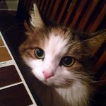 Checkmaggie