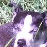 Phdog