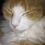 BellaCat