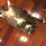 fatty_boba