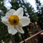 Sierra_Jewel