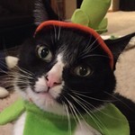 LuvMyCats