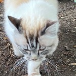 Silverboggle
