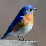 Leesnest