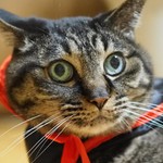 shimemaru