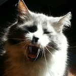 Piperkittie