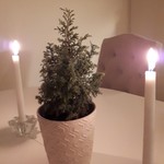 OddBranch
