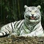 Panther4531