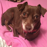 Fargodog