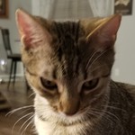 Kelliekay