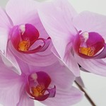 Liz_Suisse