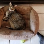 catlover129