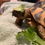 Ajtg