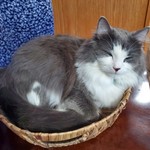 EatMeIAmCookie
