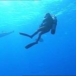 Delphin74