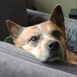 Kimscowdogs