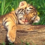 La_Tigre