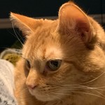 AbbottinTSG