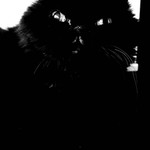 Zombiekitty