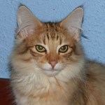 Fitti64