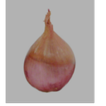 Shallot