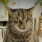 Smeilie