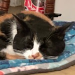 Theknittykat