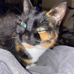 bexmoff