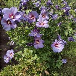 lilybelle51