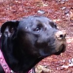 DogLadyX9