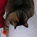 browni