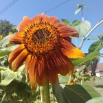 SunflowersnSuns