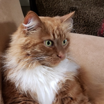 Pepspotbib