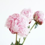 My_444