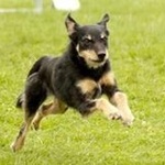 Gsdsian