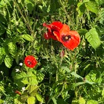 Kato_ontheroad