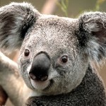 TeodoraRS