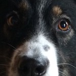 Agilaussie