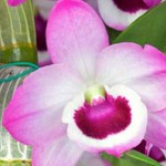 Orchidae