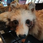 Raccoon40