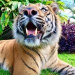 Tigerliz
