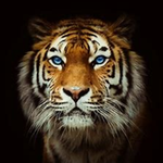ohdattiger