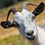 Tommygoat
