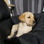 Soupyfoo