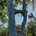 Amb22