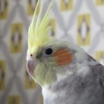 AliWillmore